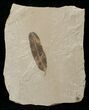 Fossil Caesalpinia Leaf - Green River Formation #16322-1